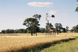 Windmill_wheat